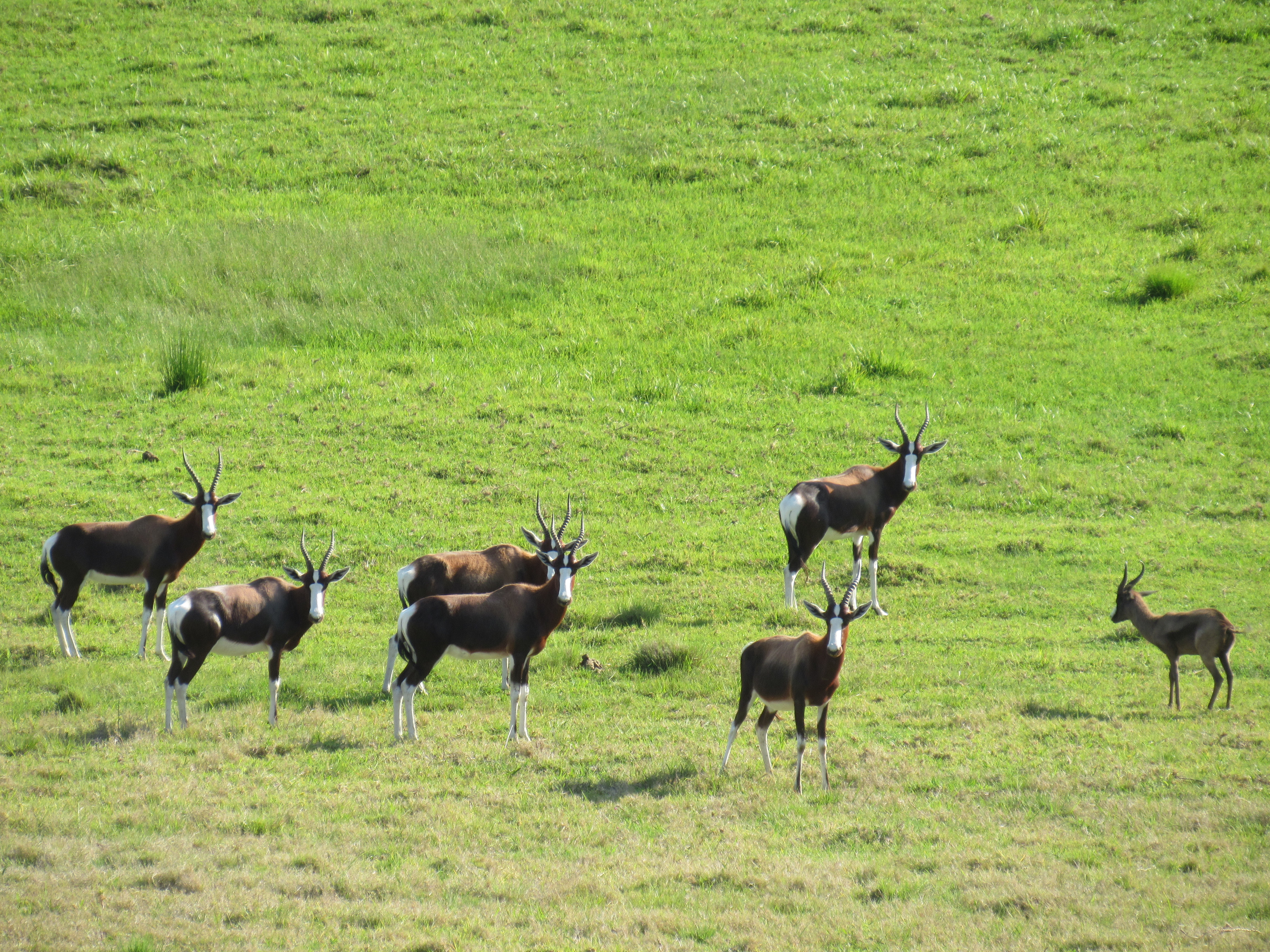 antelope-4
