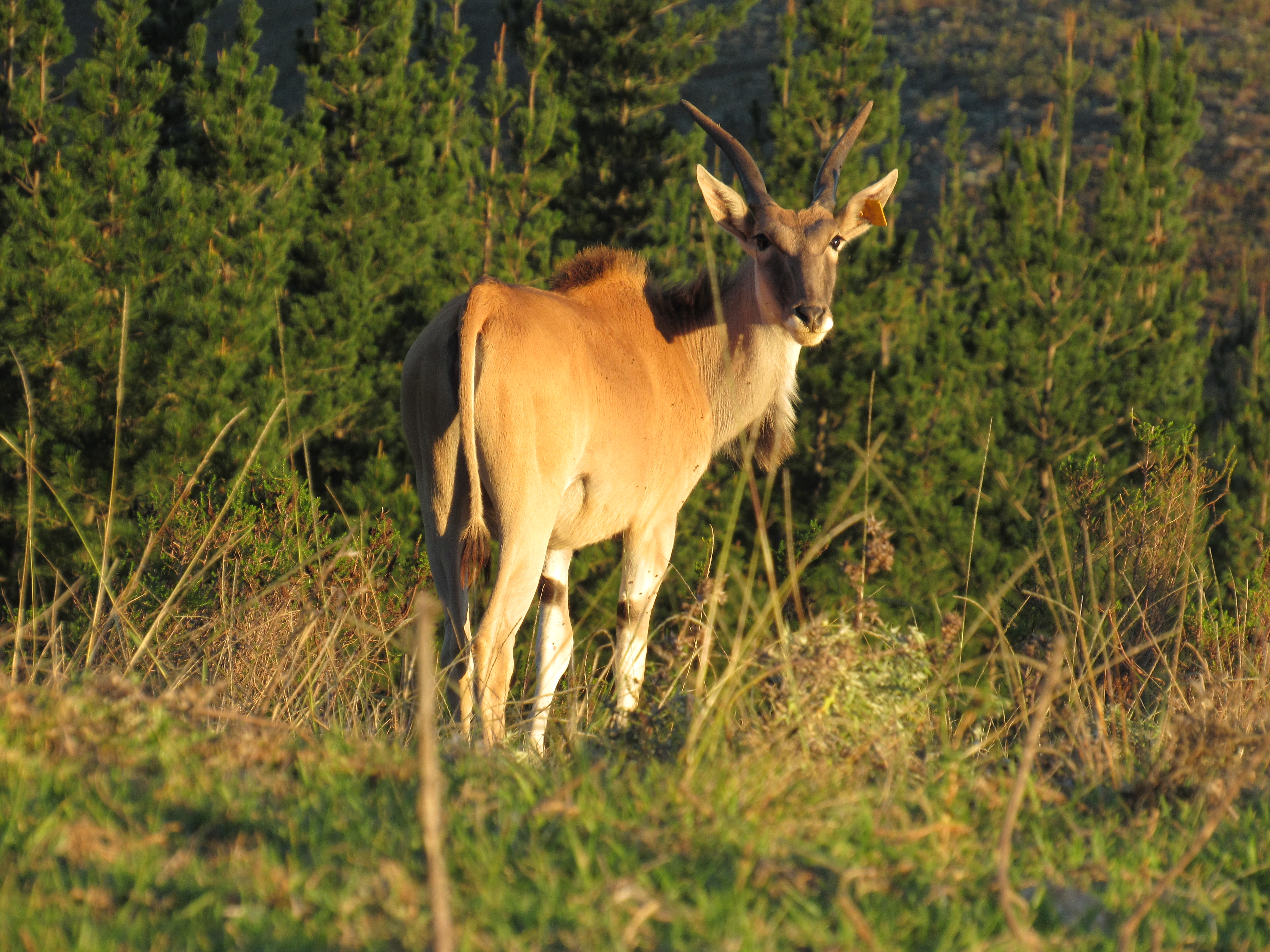 antelope-nyala