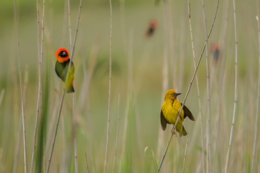 cape-weaver