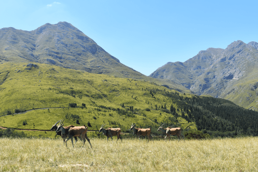 Fonteinskloof_Game-Antelope3.png