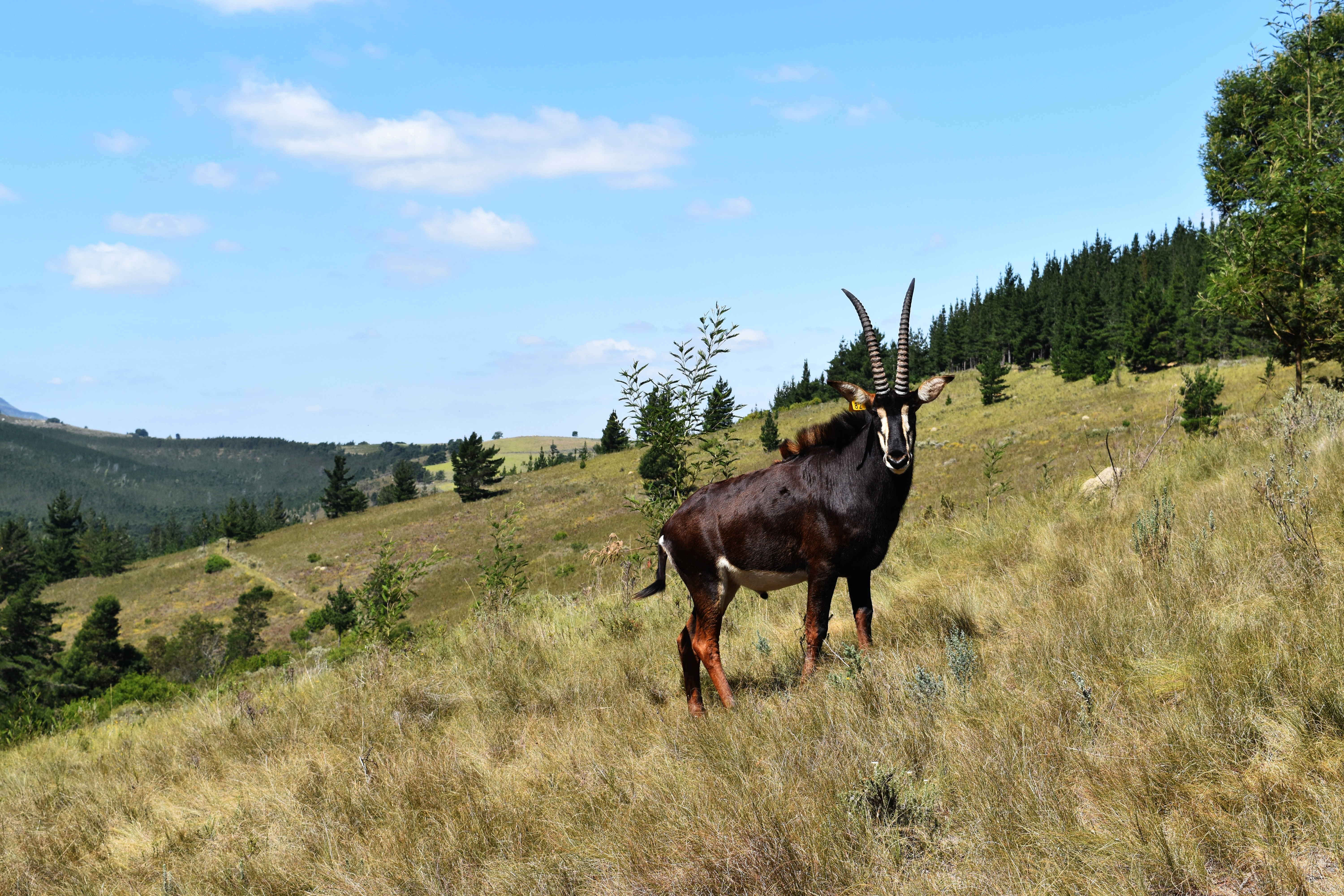 Fonteinskloof_Game-Sable