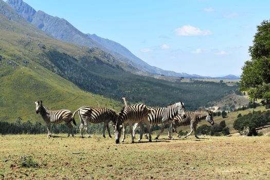 Fonteinskloof_Game-Zebra3